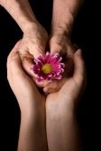 9177355-old-hands-with-a-flower-on-the-black